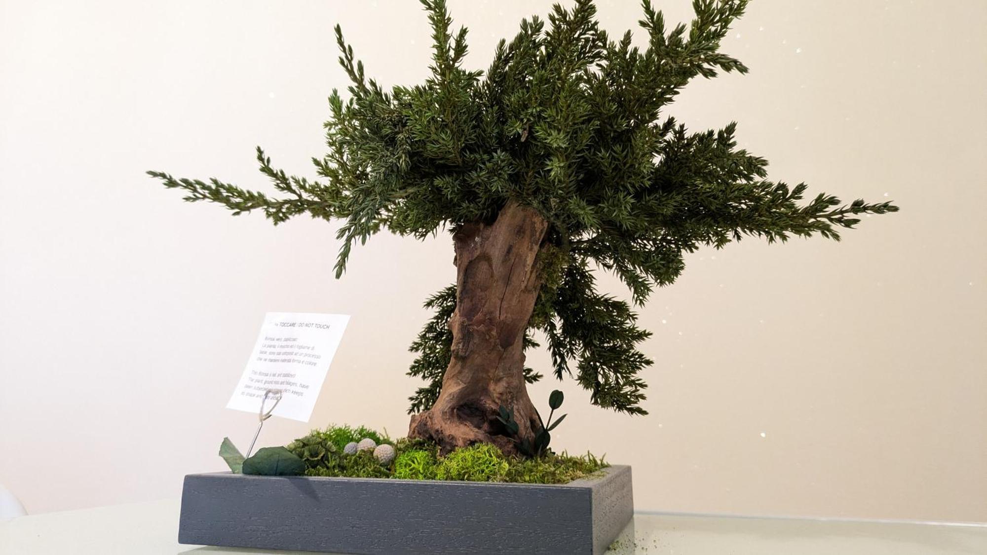 Bonsai Bed & Breakfast Фиумичино Екстериор снимка